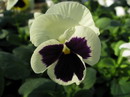 Pansy